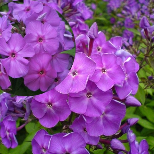 Phlox paniculata 'Amethyst' - Aed-leeklill 'Amethyst' P9/0,55L